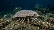 Óriás Izopóda (Bathynomus spp.) – tengeri élővilág