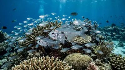 Glassfish at the dive site Moucha wrecks