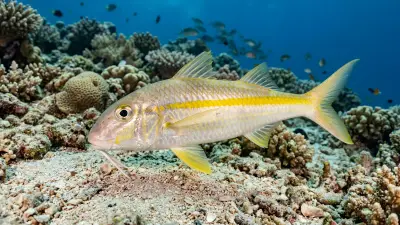 Goatfish at the dive site Alibaba