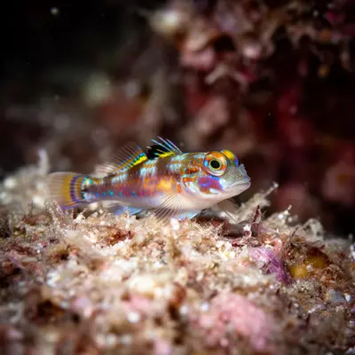 Orange spotted gobies at the dive site Echuca Patch