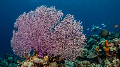 Gorgonian fan at the dive site Osprey Reef - Admiralty Anchor