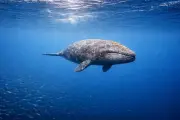 Серый кит (Eschrichtius robustus) – морская жизнь