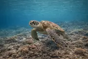 Grønn havskilpadde (Chelonia mydas) – marint liv
