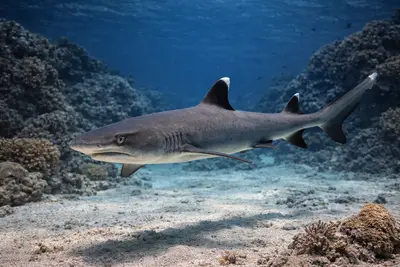 Whitetip reef shark at the dive site Fakarava - Ohotu Reef