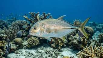 Каранкс конский глаз (Caranx latus) – морская жизнь