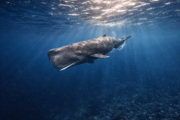 Best Liveaboards for Sperm Whales