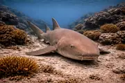 Nurse Shark (Ginglymostoma cirratum) underwater in Cuba — shark you can dive with on a liveaboard trip