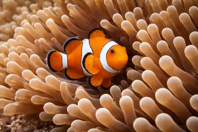 Clownfish at the dive site San Miguel Island