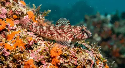 Triplefin at the dive site Eagle Ray Wall