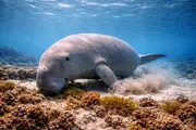 Dugong (Dugong dugon) – marint liv