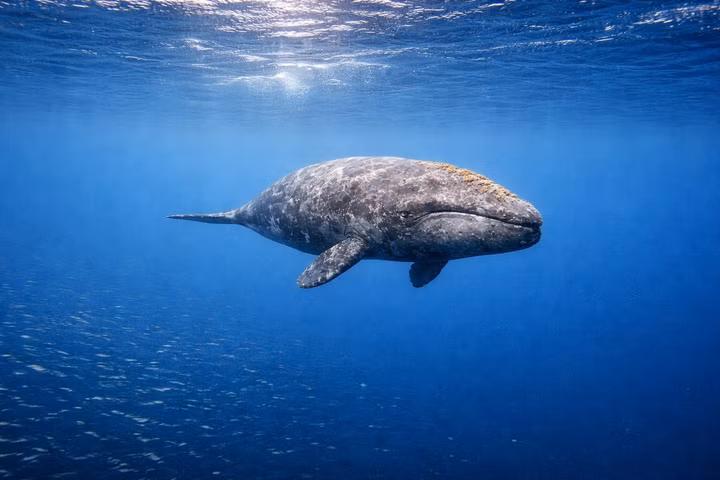 Best Liveaboards for Gray Whales