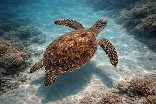 Hawksbill Turtle