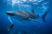Rekin wielorybi (Rhincodon typus) – życie morskie