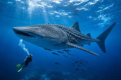 Whale sharks at the dive site Rosario