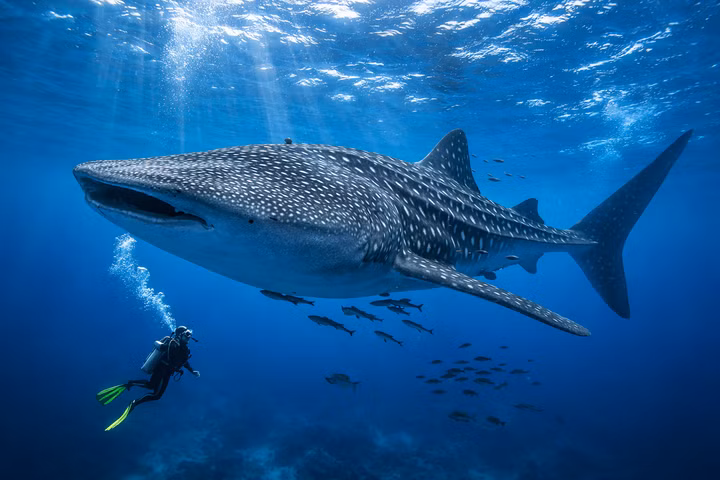 Best Liveaboards for Whale Sharks
