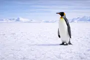 Királypingvin (Aptenodytes patagonicus) – tengeri élővilág