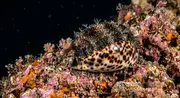 문어고둥 (Cowrie) (Cypraea spp. (Family Cypraeidae)) – 해양 생물