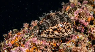 문어고둥 (Cowrie)