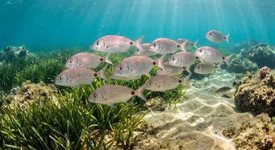 Seabream at the dive site Pedra da Nau