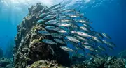 Bonito (Sarda spp.) underwater in Cuba — reef fish you can dive with on a liveaboard trip