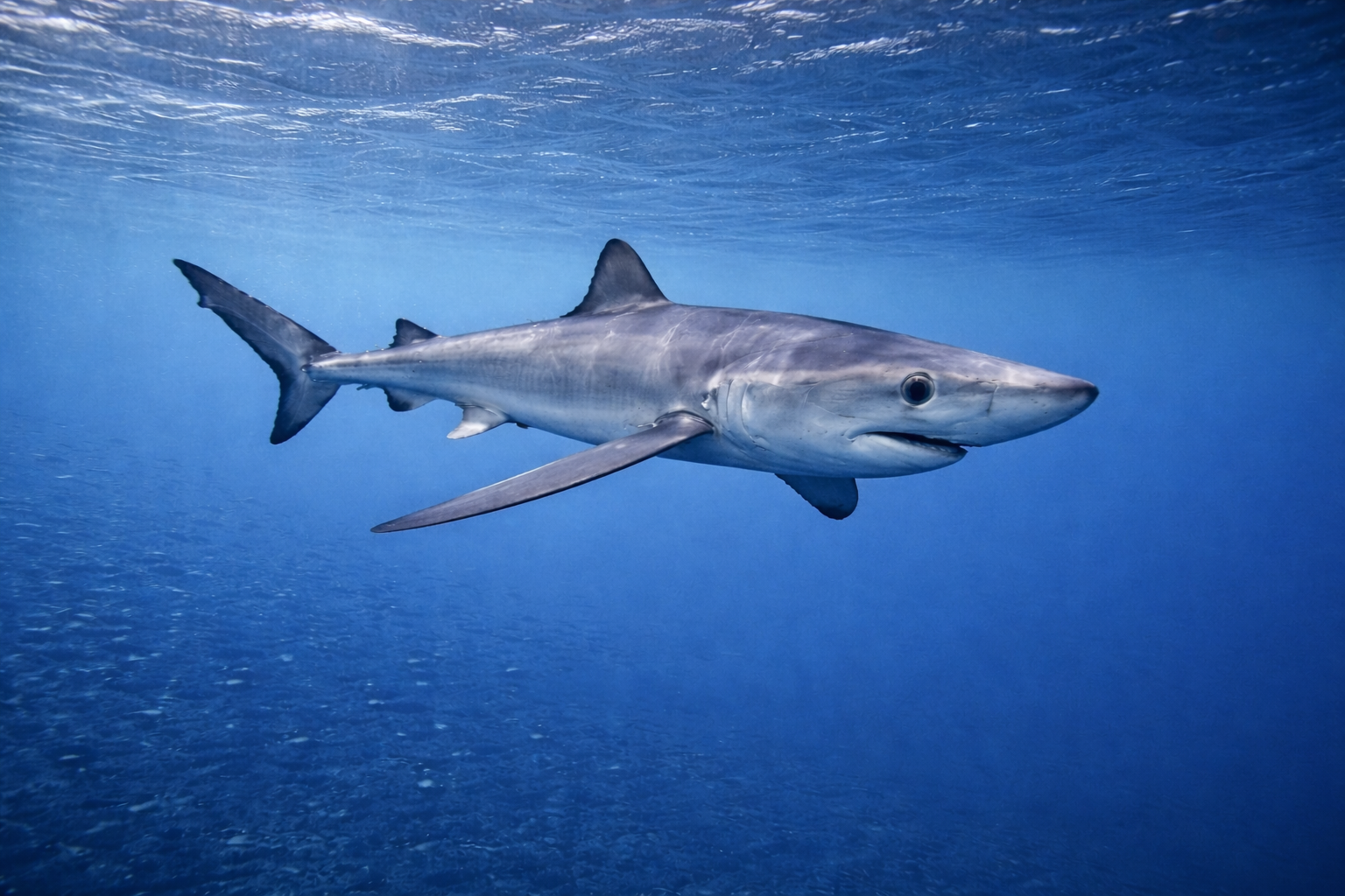 Best Liveaboards for Blue Sharks