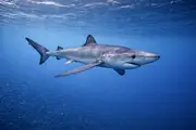 Tiburón Azul (Prionace glauca) – vida marina