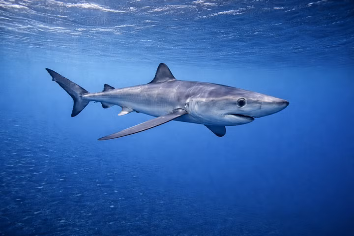Best Liveaboards for Blue Sharks