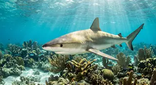 Blacknose Shark