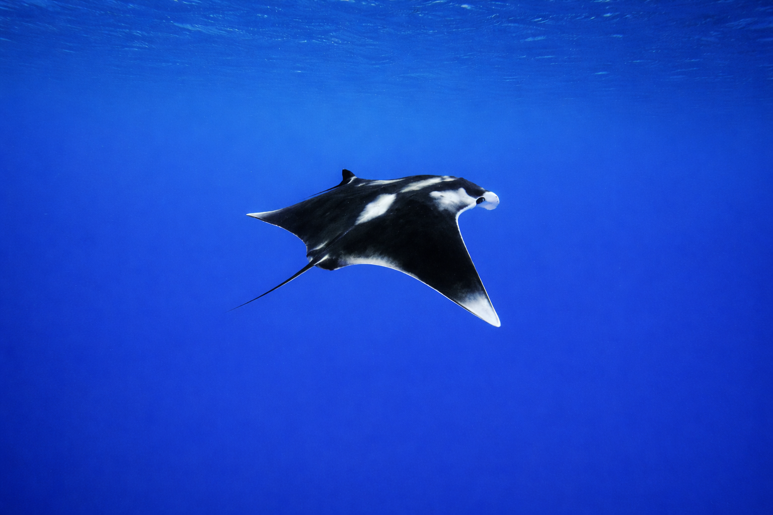 Best Liveaboards for Oceanic Manta Rays