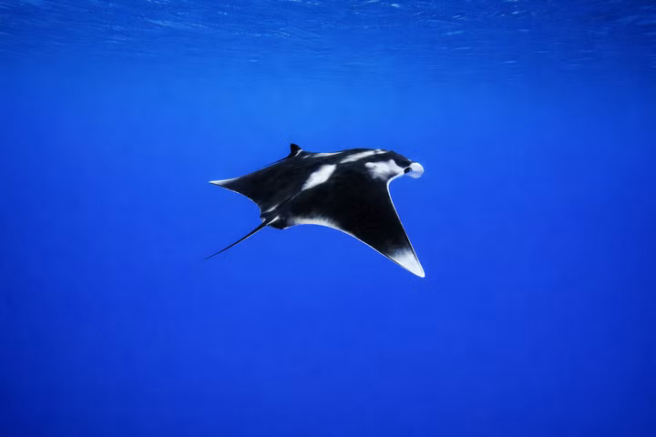 Best Liveaboards for Oceanic Manta Rays