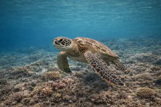 Green Turtle