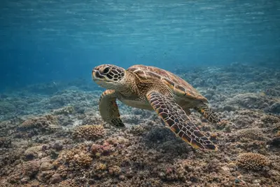 Turtle at the dive site Fakarava - Ohotu Reef