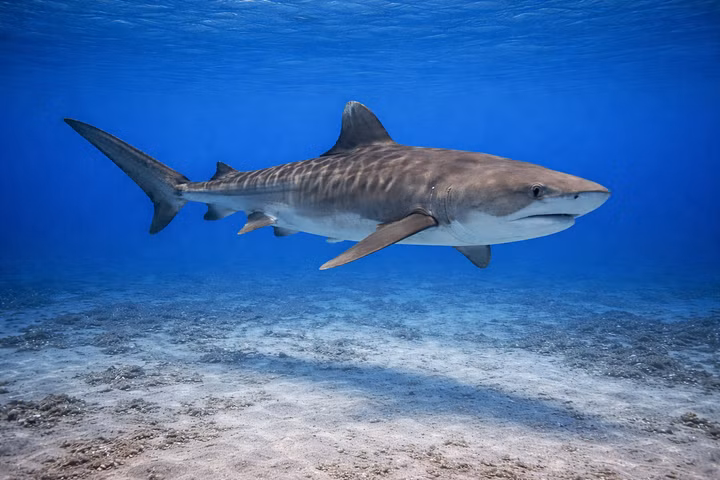 Best Liveaboards for Tiger Sharks