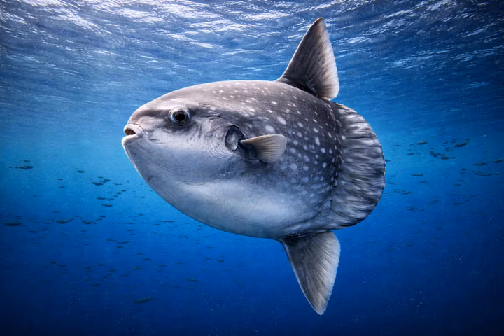 Best Liveaboards for Mola Mola (Ocean Sunfish)
