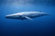 蓝鲸 (Balaenoptera musculus) – 海洋生物