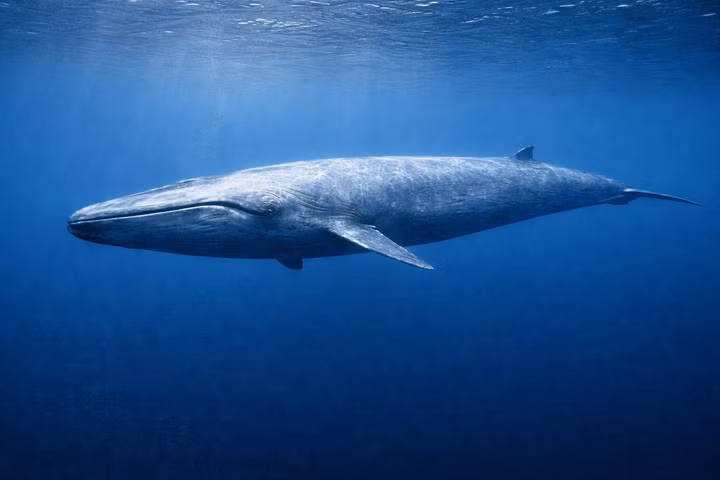 Best Liveaboards for Blue Whales