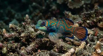 Dragonets at the dive site Secret Bay (Gilimanuk)