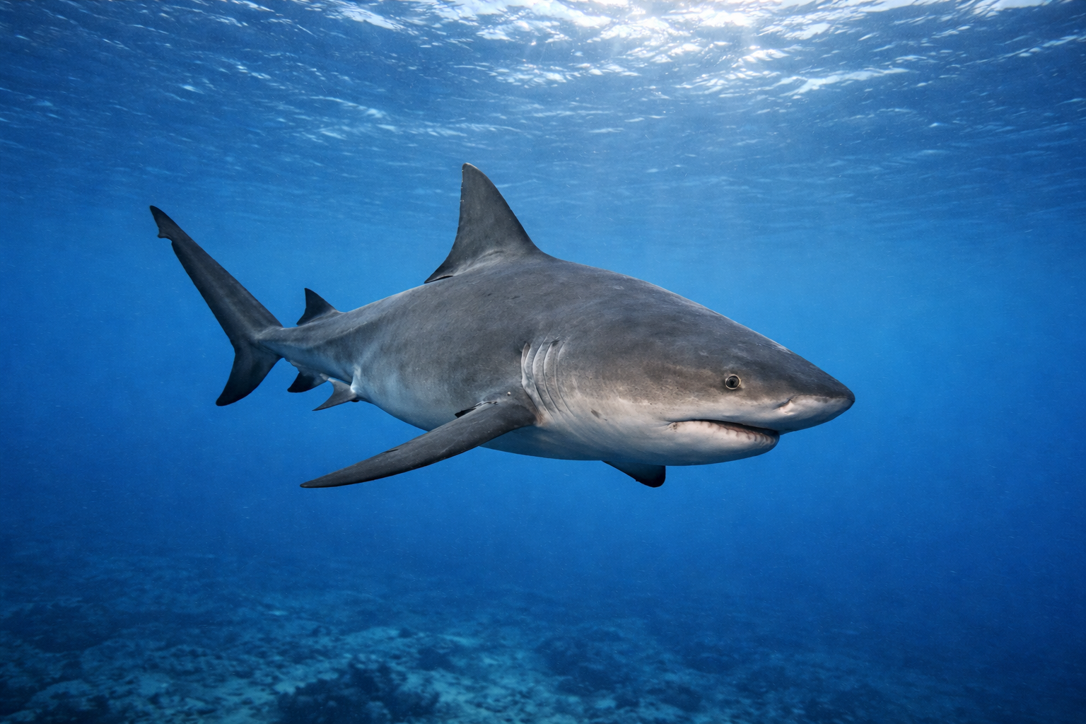 Best Liveaboards for Bull Sharks