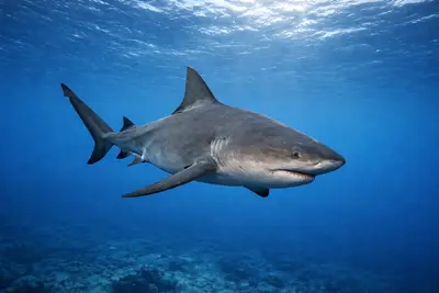 Sharks at the dive site Sataya Reef (Dolphin Reef)