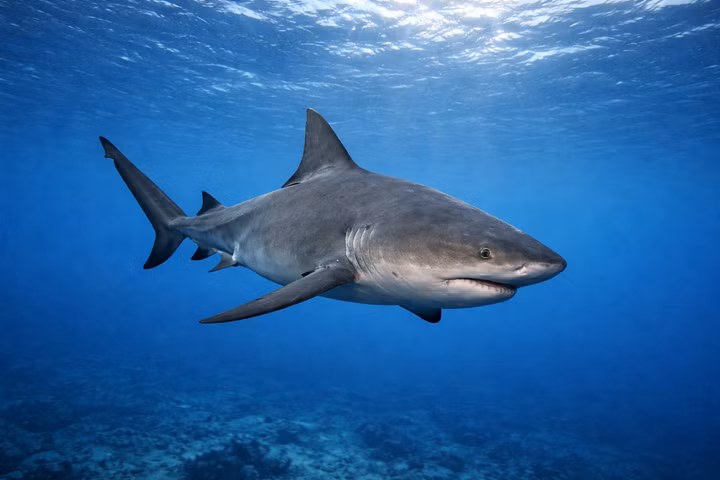 Best Liveaboards for Bull Sharks
