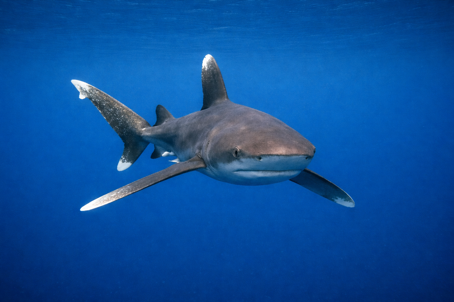 Best Liveaboards for Oceanic Whitetip Sharks