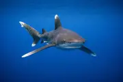 ओशनिक व्हाइटटिप शार्क (Carcharhinus longimanus) – समुद्री जीवन