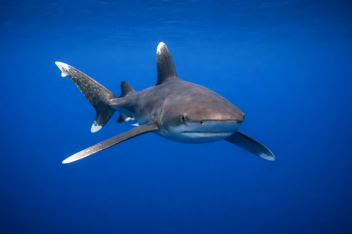Best Liveaboards for Oceanic Whitetip Sharks