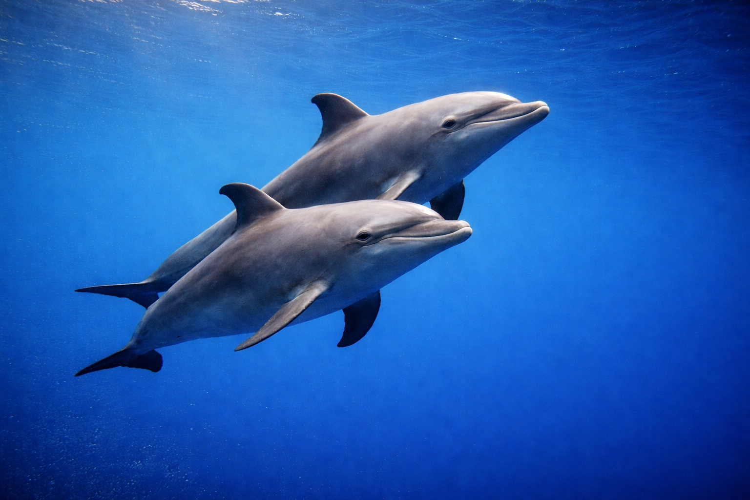 Best Liveaboards for Bottlenose Dolphins