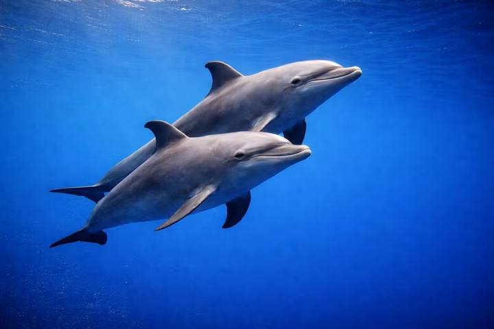 Best Liveaboards for Bottlenose Dolphins