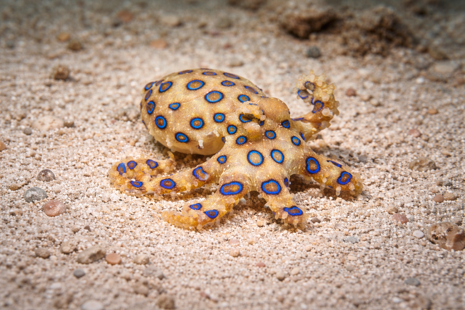 Pieuvre à anneaux bleus (Hapalochlaena lunulata) – vie marine