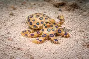 Sinisormustursas (Hapalochlaena lunulata) – meren eläimistö