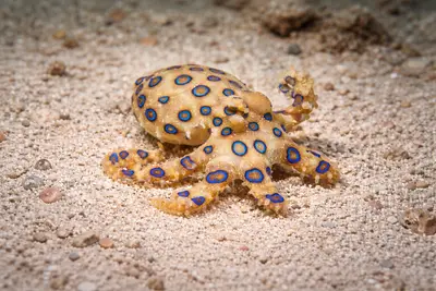 Blue-ringed Octopus at the dive site Edithburgh Jetty