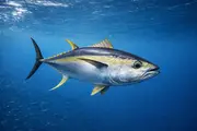 黄鳍金枪鱼 (Thunnus albacares) – 海洋生物