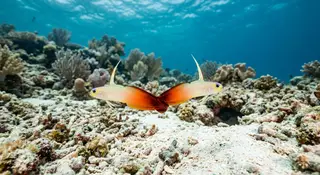 Nuolikot